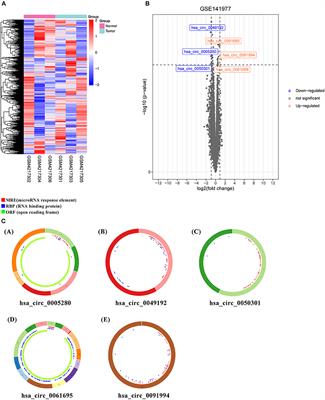 Novel CircRNAs in Hub ceRNA Axis Regulate Gastric Cancer Prognosis and Microenvironment